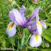 fialový kosatec iris rosario hollandica 2
