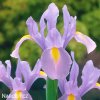 fialový kosatec iris rosario hollandica 4