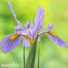 fialový kosatec iris rosario hollandica 5