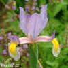 fialový kosatec iris rosario hollandica 1
