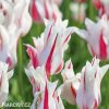 bilocerveny tulipan marilyn 2