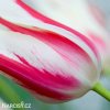 bilocerveny tulipan marilyn 3