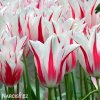bilocerveny tulipan marilyn 4