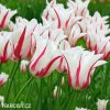 bilocerveny tulipan marilyn 7