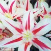 bilocerveny tulipan marilyn 9