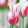 bilocerveny tulipan marilyn 1