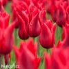 cerveny tulipan pretty woman 2