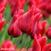 cerveny tulipan pretty woman 3