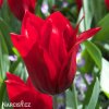 cerveny tulipan pretty woman 5