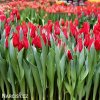 cerveny tulipan pretty woman 6