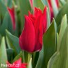cerveny tulipan pretty woman 7