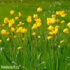 zluty lesni tulipan sylvestris 2