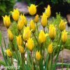 zluty lesni tulipan sylvestris 4