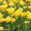 zluty lesni tulipan sylvestris 5