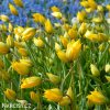 zluty lesni tulipan sylvestris 8