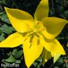 zluty lesni tulipan sylvestris 9