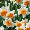 bílooranžový narcis split parisienne 2