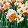 bílooranžový narcis split parisienne 7