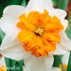 bílooranžový narcis split parisienne 1