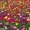 tulipan venkovsky smes barev mix 2
