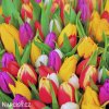 tulipan venkovsky smes barev mix 4