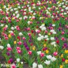 tulipan venkovsky smes barev mix 5