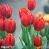 cerveny tulipan triumph couleur cardinal 2