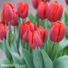 cerveny tulipan triumph couleur cardinal 3