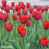 cerveny tulipan triumph couleur cardinal 4