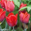 cerveny tulipan triumph couleur cardinal 5