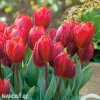 cerveny tulipan triumph couleur cardinal 6