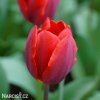 cerveny tulipan triumph couleur cardinal 1