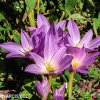 fialový ocún obrovský colchicum giganteum 2