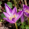 fialový ocún obrovský colchicum giganteum 4