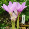 fialový ocún obrovský colchicum giganteum 5