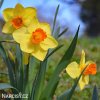 žlutooranžový narcis red devon 3