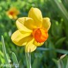 žlutooranžový narcis red devon 5