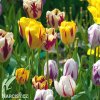 tulipany rembrandt smes barev mix 2