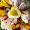 tulipany rembrandt smes barev mix 3