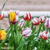 tulipany rembrandt smes barev mix 4