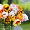 tulipany rembrandt smes barev mix 5