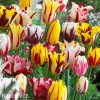 tulipany rembrandt smes barev mix 6