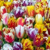 tulipany rembrandt smes barev mix 1