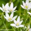 bily snedek chocholicnaty ornithogalum umbellatum 2