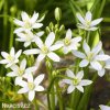 bily snedek chocholicnaty ornithogalum umbellatum 6