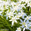 bily snedek chocholicnaty ornithogalum umbellatum 1