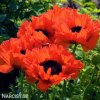 cerveny mak vychodni papaver turkenlouis 3