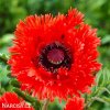 cerveny mak vychodni papaver turkenlouis 6