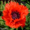 cerveny mak vychodni papaver turkenlouis 1