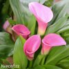 ruzova kala zantedeschia garnet glow 1